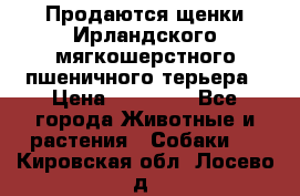 Продаются щенки Ирландского мягкошерстного пшеничного терьера › Цена ­ 30 000 - Все города Животные и растения » Собаки   . Кировская обл.,Лосево д.